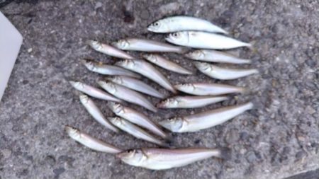 釣り人が少ない播磨新島