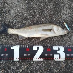 青物調査でツバス23cmとシーバス36㎝