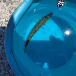 サヨリ・タコ・アジ・タチウオ調査