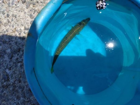 サヨリ・タコ・アジ・タチウオ調査