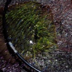 ぶっこみでエイ