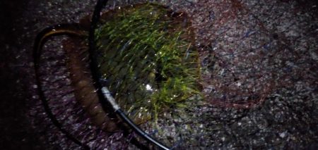 ぶっこみでエイ