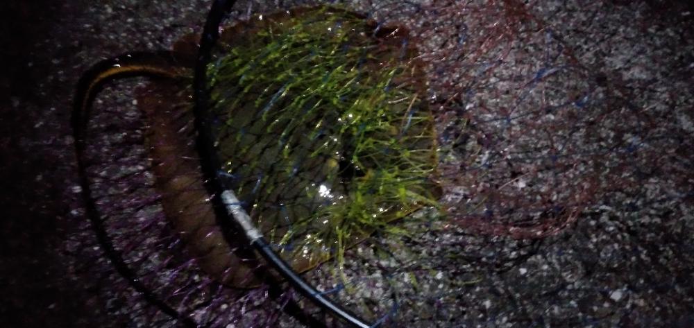 ぶっこみでエイ