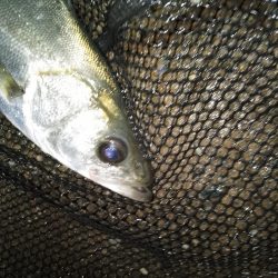 沈みテトラ付近でヒット