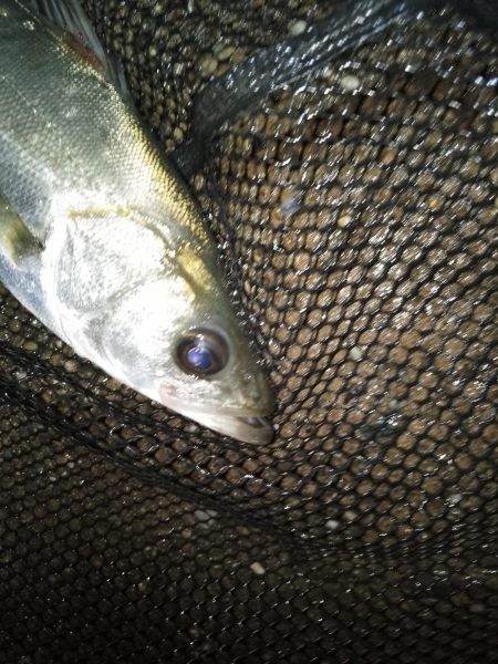 沈みテトラ付近でヒット