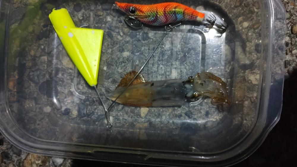 アジとケンサキ