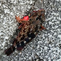 夕マヅメの根魚