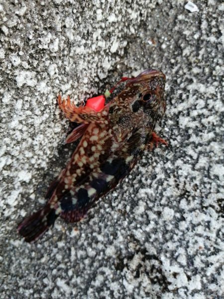 夕マヅメの根魚