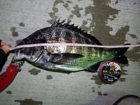 2023/08/10 南港ヘチ釣り釣行