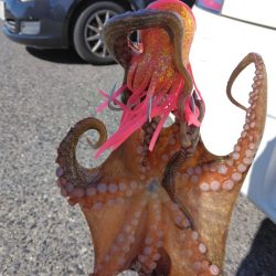 昼　タコ狙い