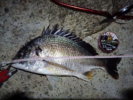 2023/08/11 南港ヘチ釣り釣行