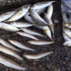 更に厳しくなった播磨新島のキス