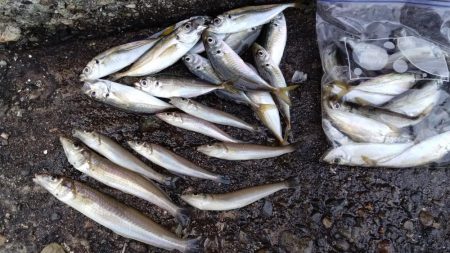 更に厳しくなった播磨新島のキス