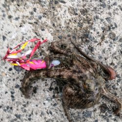 タコシーズン終わり