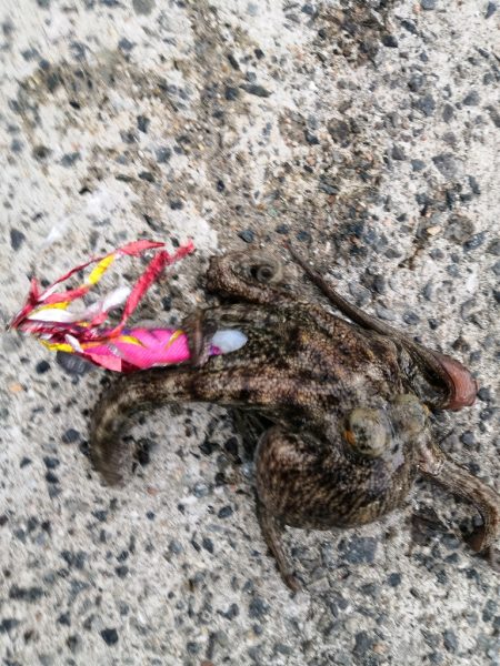 タコシーズン終わり