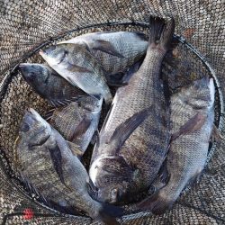 紀州釣り第4戦✨