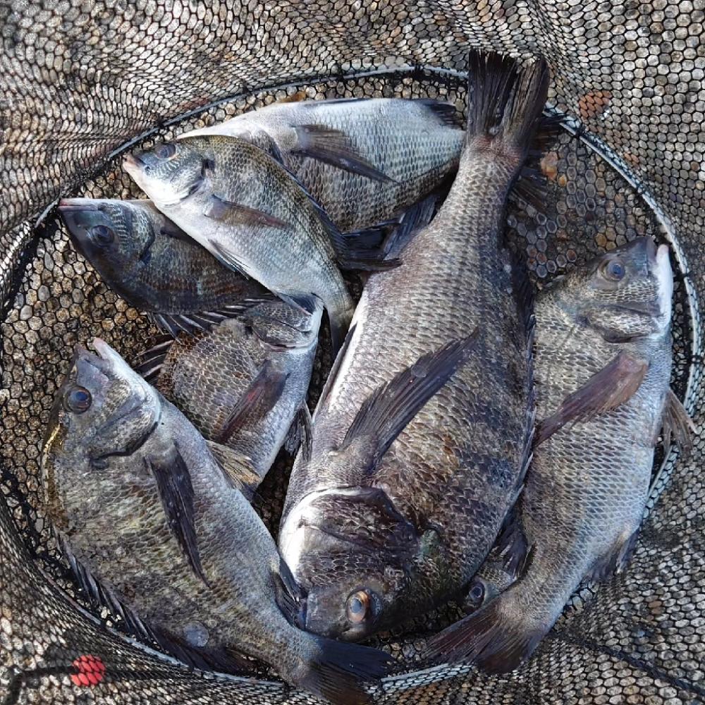 紀州釣り第4戦✨