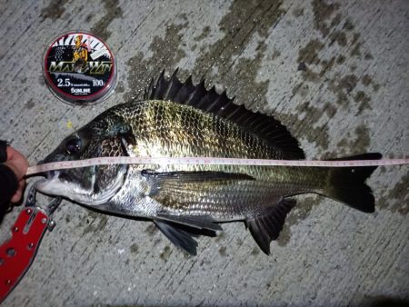 2023/08/18 南港ヘチ釣り釣行