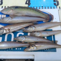 良型キスが釣れない播磨新島