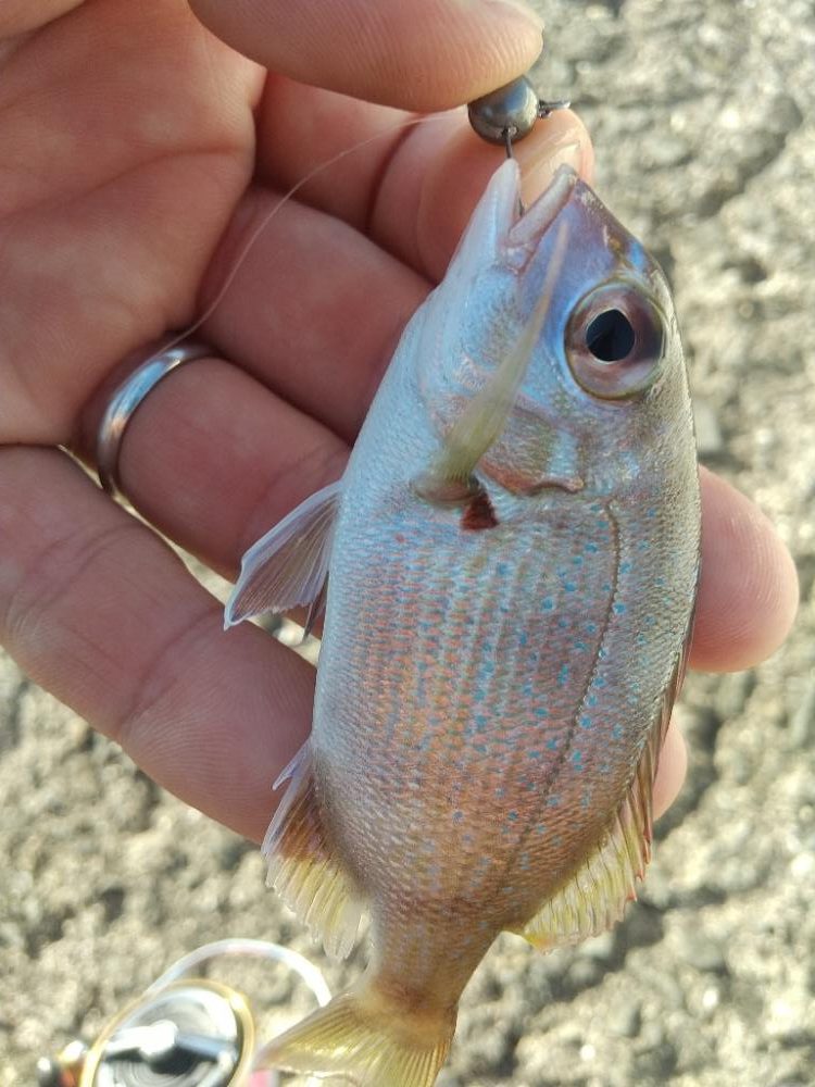 久々のポイント