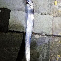 太刀魚チャレンジ