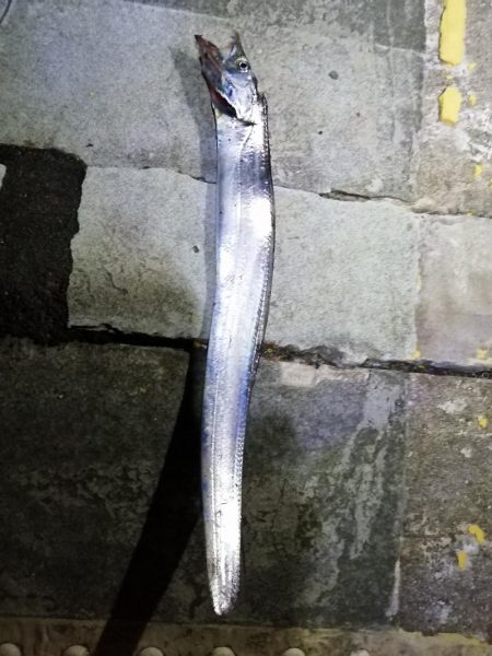 太刀魚チャレンジ