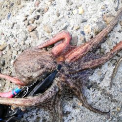 シーズン最後は2タコ