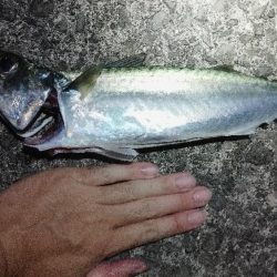 カマスとサバ祭り