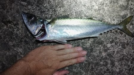 カマスとサバ祭り