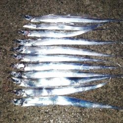 タチウオ高活性