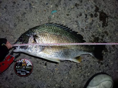 2023/08/21 南港ヘチ釣り釣行