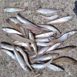 高砂港のキス調査