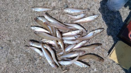 高砂港のキス調査