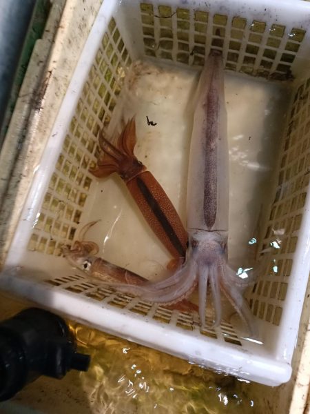 中々渋かったイカメタル