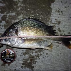 2023/08/22 南港ヘチ釣り釣行