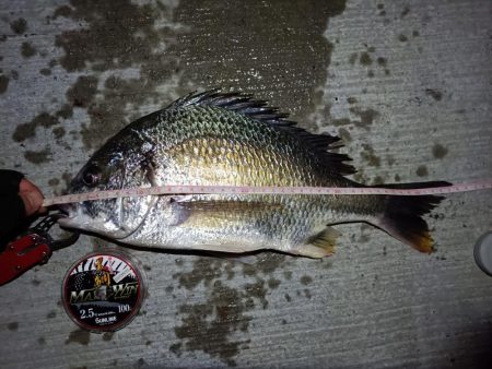 2023/08/22 南港ヘチ釣り釣行