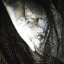 ボウズ逃れのキビレ