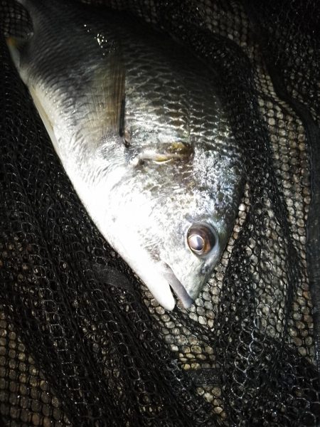 ボウズ逃れのキビレ