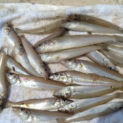 高砂港のキス調査Ⅱ