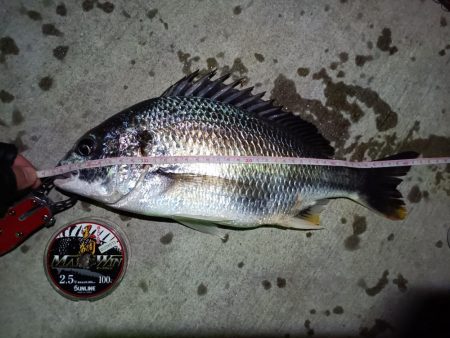 2023/08/24 南港ヘチ釣り釣行