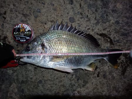 2023/08/25 南港ヘチ釣り釣行