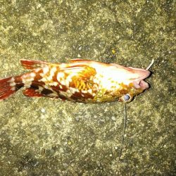 ガシラ　タチウオ　エソ