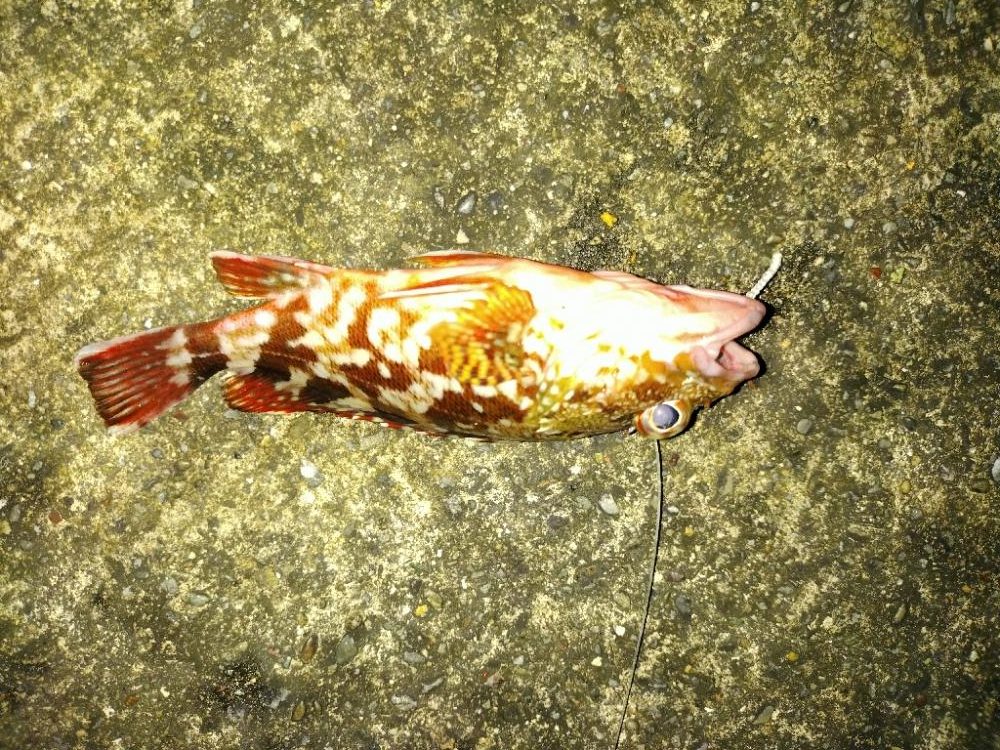 ガシラ　タチウオ　エソ