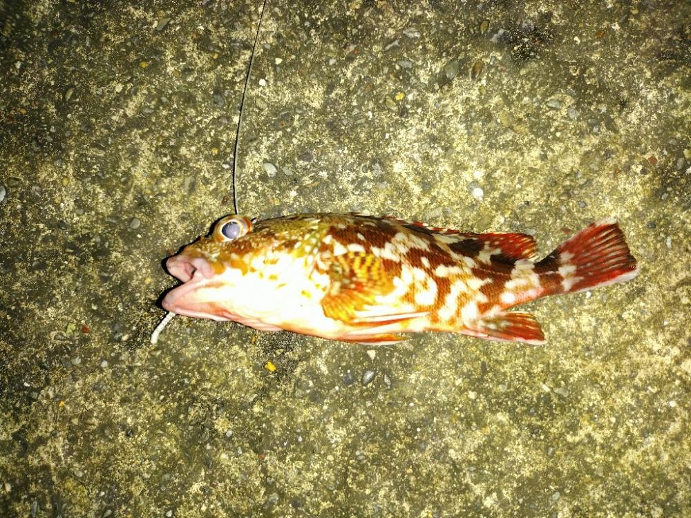 ガシラ　タチウオ　エソ