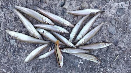 播磨新島のキス釣査