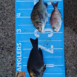 紀州釣り第5戦🥱