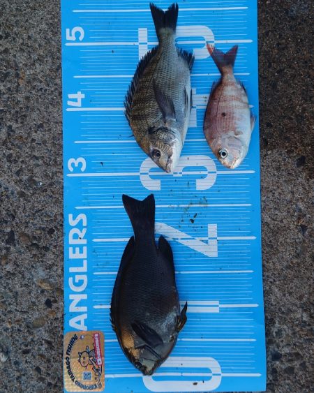 紀州釣り第5戦🥱