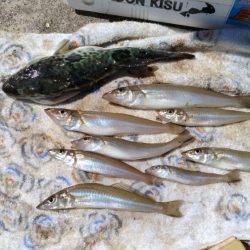 高砂港のキス釣査Ⅲ