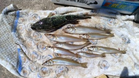 高砂港のキス釣査Ⅲ