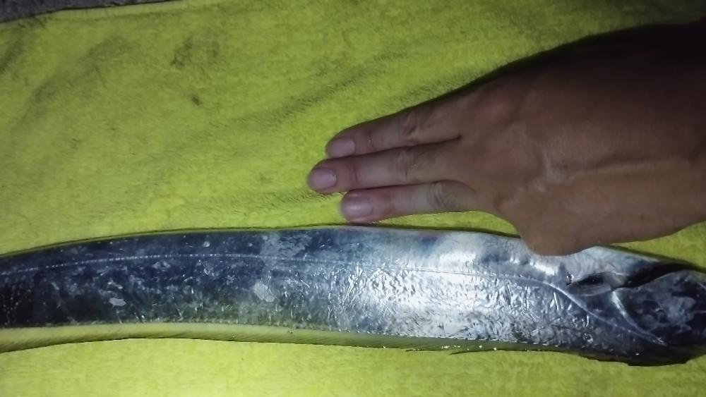 そうだ。晩飯釣って帰ろ